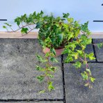 Brečtan popínavý (Hedera helix) ´CRISPA´ ∅ 30-50 cm, kont. C2L
